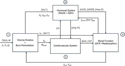 A mathematical model for simulation of cardiovascular, renal, and hormonal responses to burn injury and resuscitation